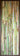 Epiphytes and Saprophytes